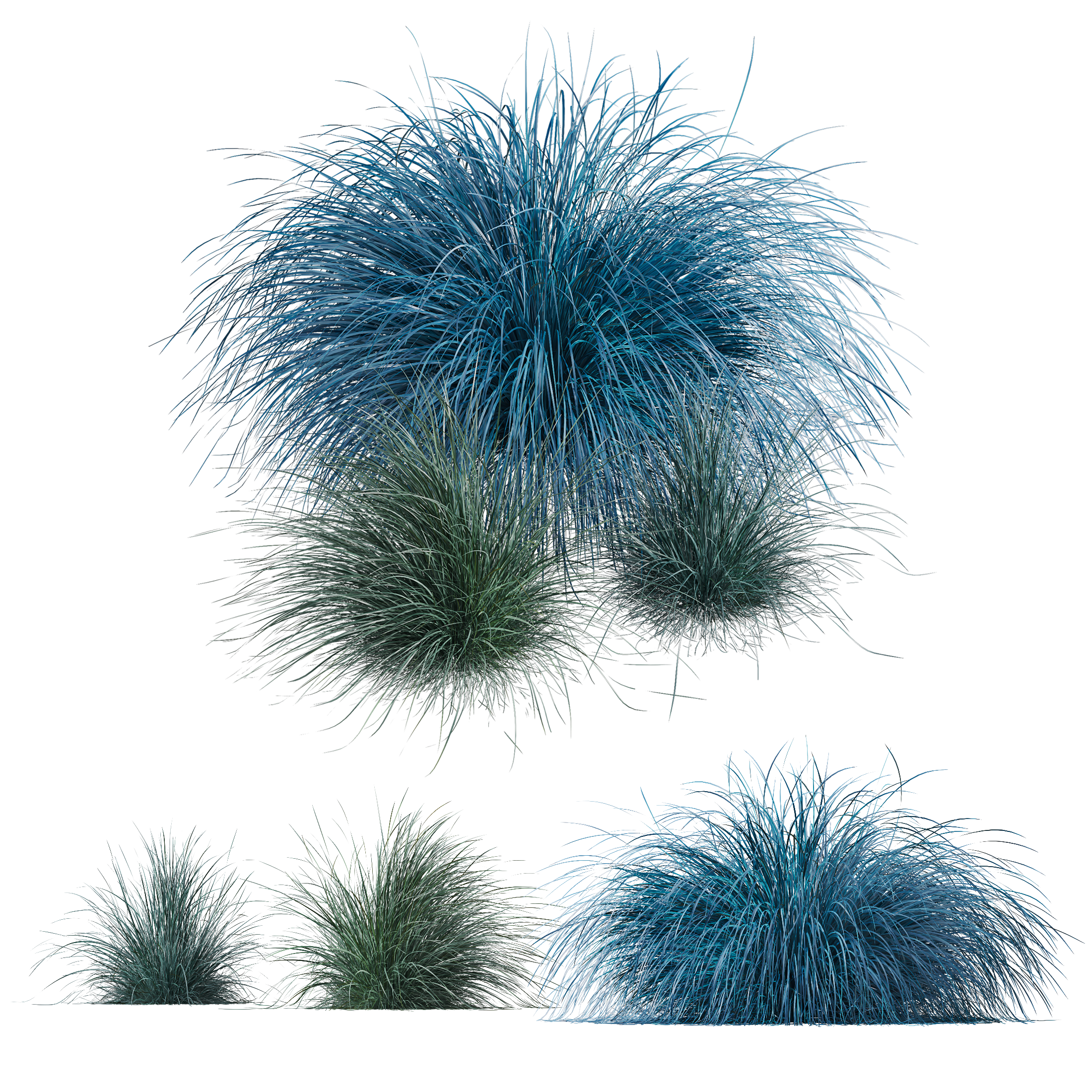 HQ Plants Helictotrichon Sempervirens Pendula Avoine Blue